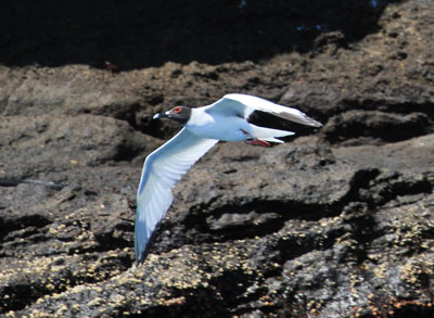 Svalehale Måge - Swallow-Tailed Gull - Creagrus furcatus