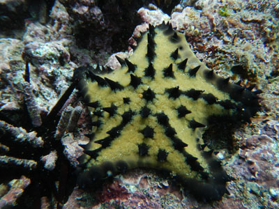 Chocolate-Chip Sea Star - Nidorellia armata