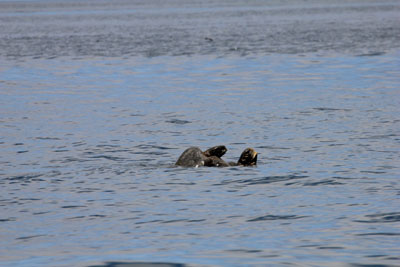 To havskildpadder er ved at parre sig