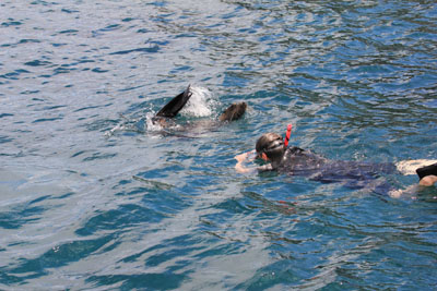Søløver leger omkring Vibeke