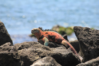 Florianas havleguaner er mere farvestrålende end dem på de andre øer