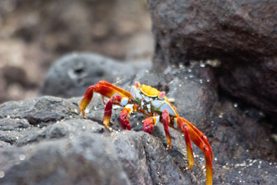 Sally LetPåTå krabberne har en meget flot underside