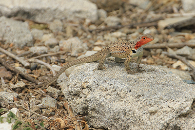 Lavafirbenene på Floriana har en anden tegning end på San Cristobal