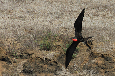 En Fregatfugl ved Floreana