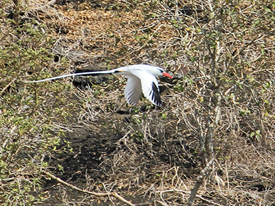 Rødnæbbet Tropikfugl - Red-Billed Tropicbird - Phaethon aethereus.