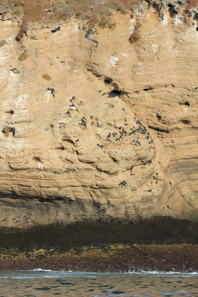De små havleguaner sad højt oppe på klippevæggene