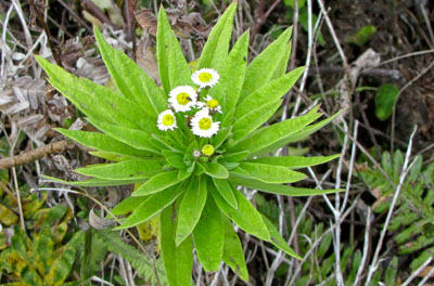 En sjov lille busk der blomstrede med maguritte lignende blomster