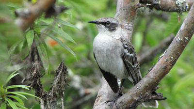 Galapagos Spottedrossel - Galapagos Mockingbird - Minus parvulus