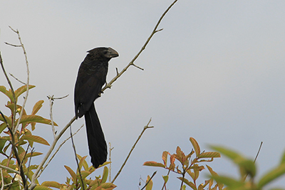 Glatnæbbet Ani - Smooth-Billed Ani