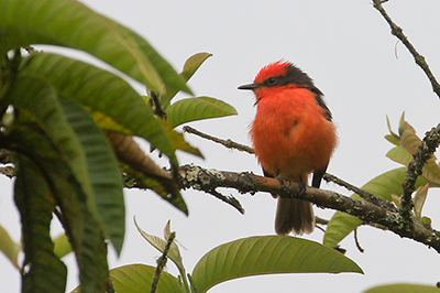 Rubintyran - Vermilion Flycatcher