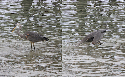En fiskehejre ved havnen