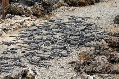 Det vrimler med havleguaner