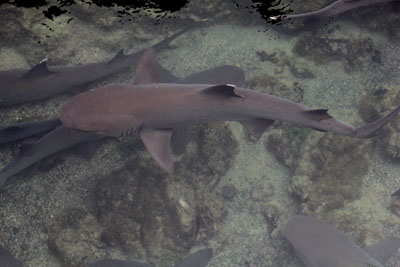 Hvidtippede Revhajer - White-Tipped Reef Shark