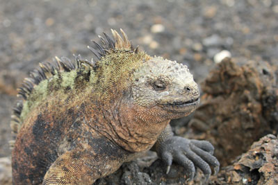 Nærbillede af en havleguan