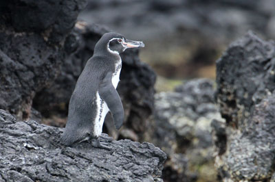 Galapagos pingvinen