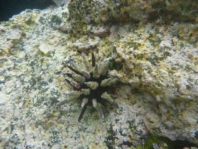 Blyants søpindsvin - Pencil Sea Urchin