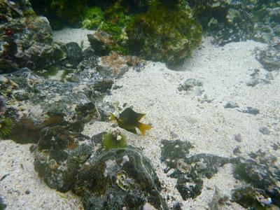 Vandet er meget klart, så der er meget at se på