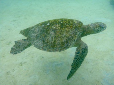 Grøn Havskilpadde - Green Sea Turtle - Chelonia mydas