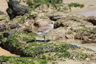 Strandhjejle - Black-Bellied Plover, den mangler det sorte bryst, fordi det er uden for yngletiden