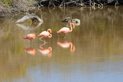 Besøg ved lagunen med Caribiske Flamingoer