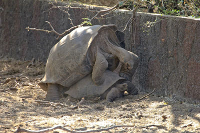 Galapagos kæmpe landskildpadder