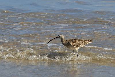 Småspove - Whimbrel - Numenius phaeopus