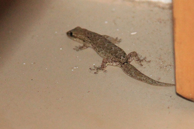 Da vi kom tilbage til vores værelse opdagede jeg en Mourning Gecko under vores seng