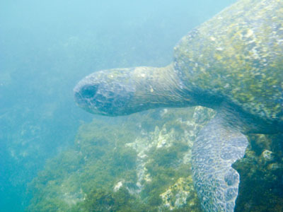 Grønne havskildpadder svømmede omkring kajakkerne