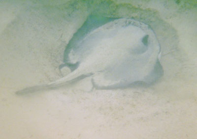 Under kajakkerne opdagede vi en Pigrokke - Diamond Stingray