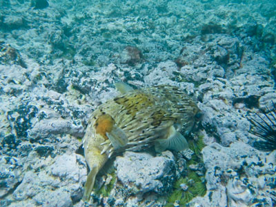 Nogle var så heldige at se en Pindsvinefisk - Balloonfish på det lave vand