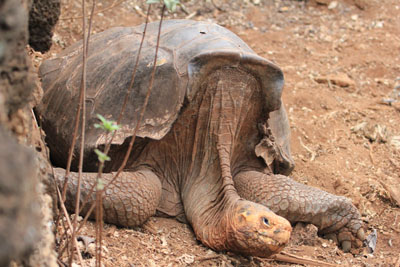 På Darwin centret opdrætter man bl.a. skildpadder med henblik på genudsættelse i den vilde natur