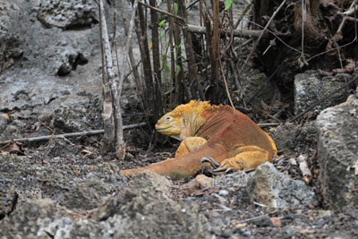 Landleguanen er truet på Galapagos, derfor forsøger man også at opdrætte dem