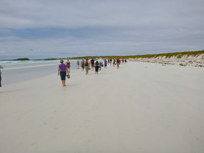 En havleguan kom surfende på bølgerne ind til stranden