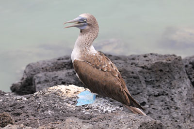 Vi kom meget tæt på de Blåfoddede Suler på vandreturen