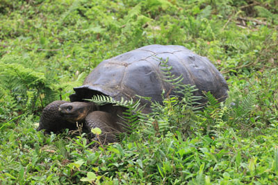 Galapagos kæmpe skildpadder i den frie natur