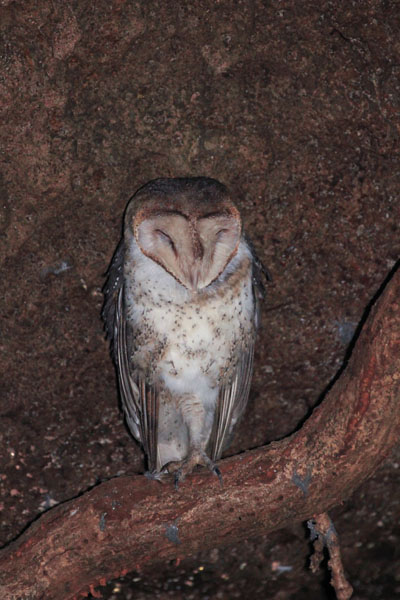 I en lavatunnel boede en Slørugle - Barn Owl - Tyto Alba