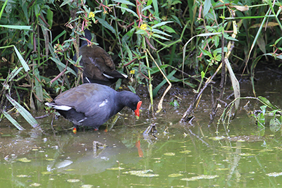 Galapagosudgaven af Grønbenede Rørhøner - Common Gallinule