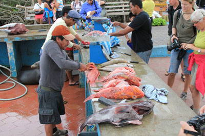 Da vi kom tilbage til byen, gik vi ned til havnen for at se det berømte fiskemarked på Santa Cruz