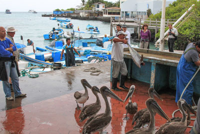 Fisk bringes i land for næsen af de biologiske skældespande