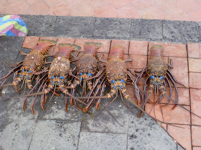 Languster til salg på markedet