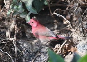 En lille r&oslash;d amadine ved vores hytte