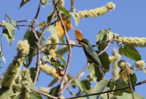 En Lille Bi&aelig;der
