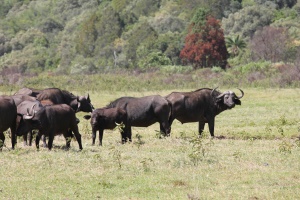 B&oslash;fler p&aring; den anden side af b&aelig;kken