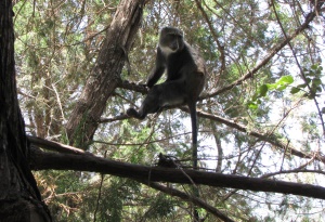 En fræk Diadem Marekat