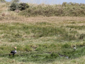 Krontrane og Hellig Ibis