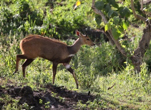 Skriftantilope (Bushbuck)
