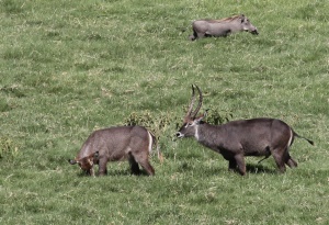 Waterbucks