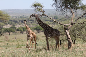 Masai Giraffer