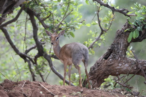 Dikdik antilope