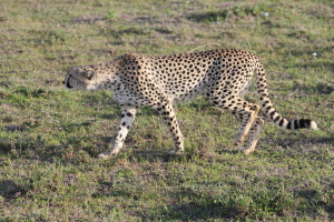 Gepard
